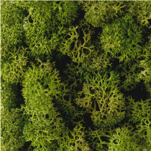 Forest green custom Moss sign