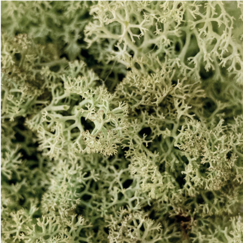 Mint green { 'products.moss.alt' | t }}