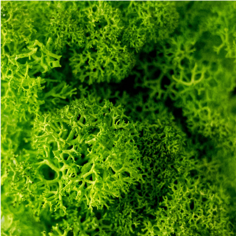 Spring green custom Moss sign