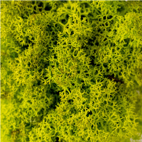 Wasabi custom Moss sign
