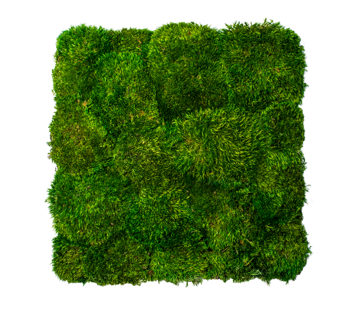 Rainforest custom Moss sign